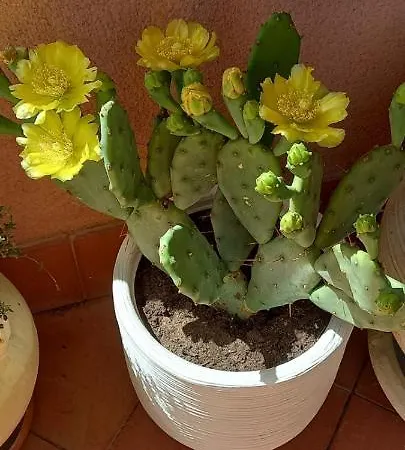 بيت للعطل Casa Dell'ulivo Aci Bonaccorsi